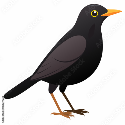 common  blackbird on a white background