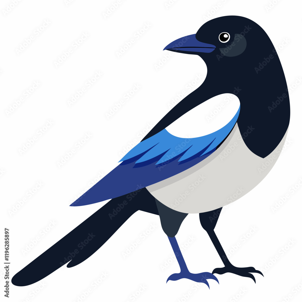 Fototapeta premium magpie bird vector illustration