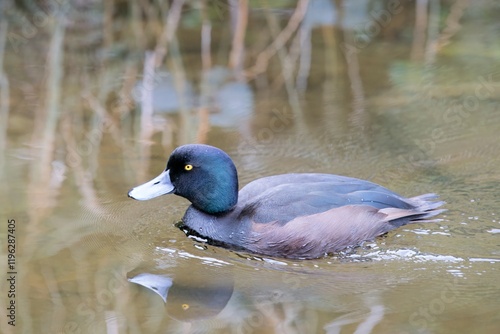 New Zealand Scaup Swimming Gracefully on a Calm Pond photo