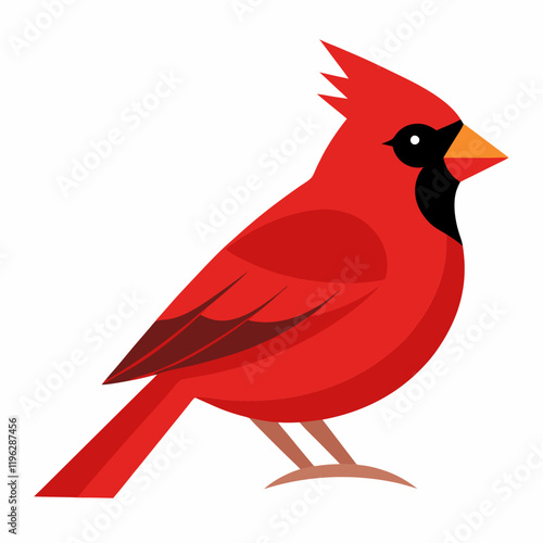 northern cardinal vector illustration