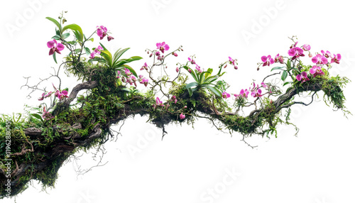 Twisted wild liana messy jungle vines plant png