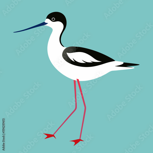 vector illustration of a pied avocet