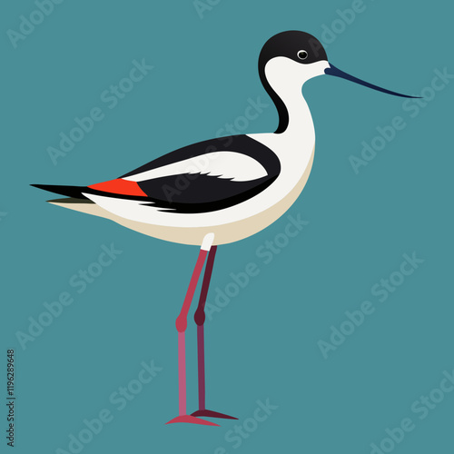 vector illustration of a pied avocet