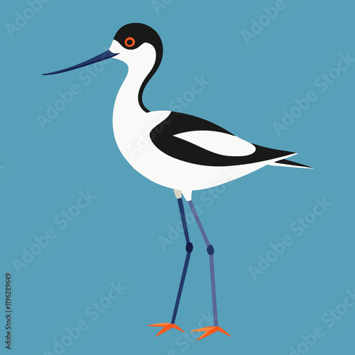 vector illustration of a pied avocet