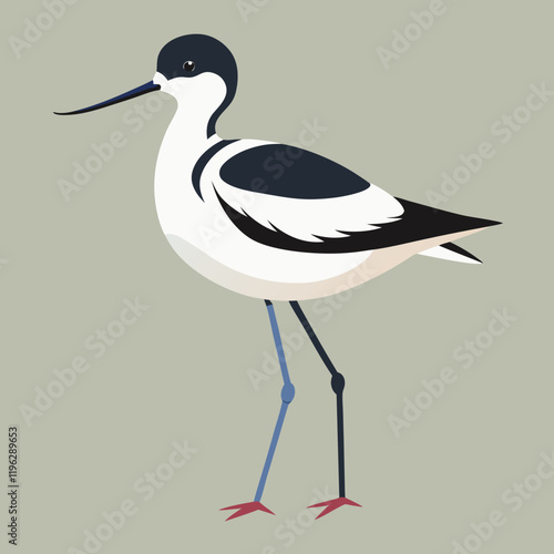 vector illustration of a pied avocet