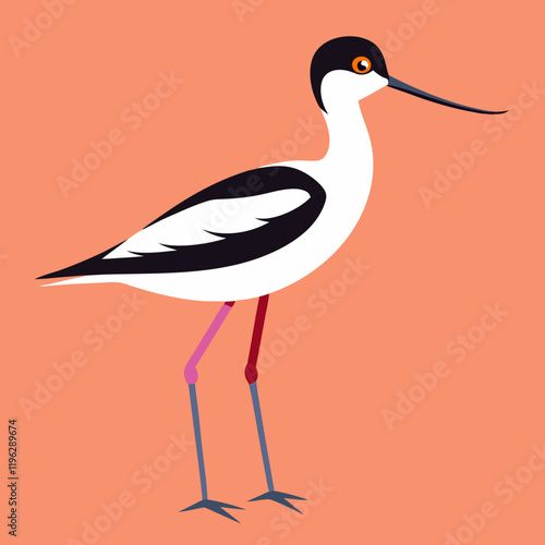vector illustration of a pied avocet