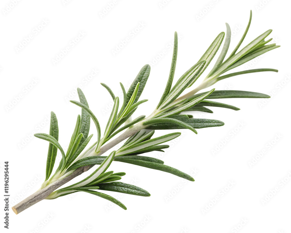 Fototapeta premium A sprig of rosemary isolated on transparent background