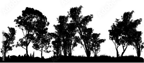 silhouette of many different gum trees