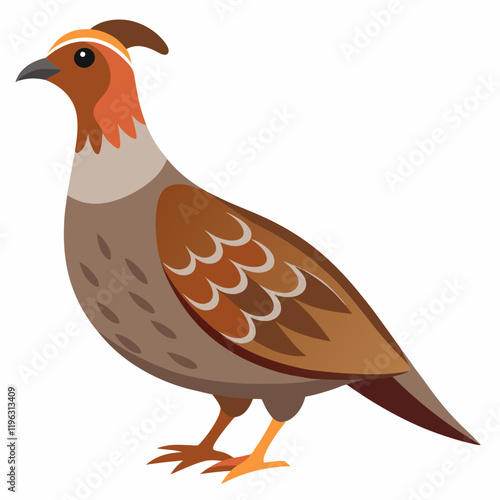 dusky grouse  isolated on white background