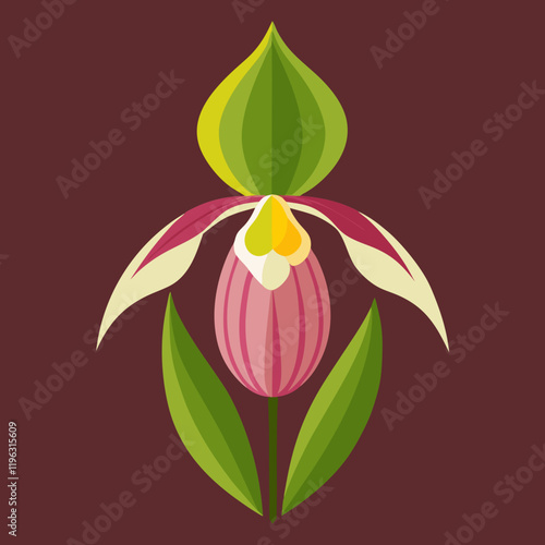 vector illustration of lady s slipper