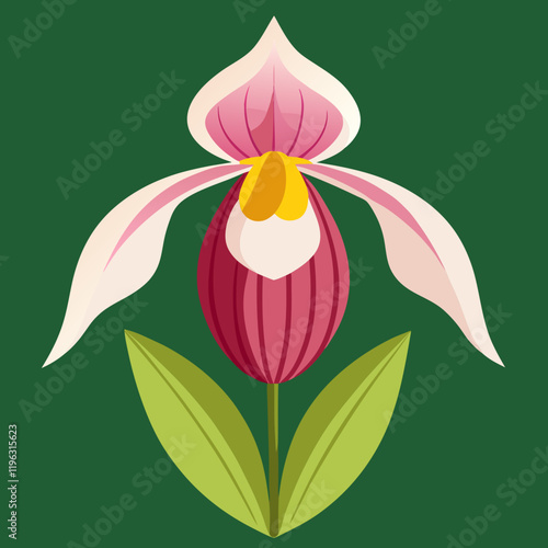 vector illustration of lady s slipper