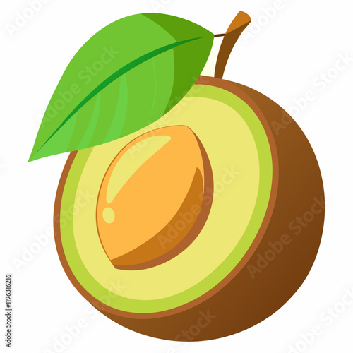 vector illustration of an lucuma fruit