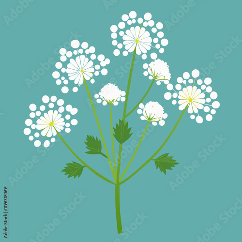 queen anne s lace flowers vector illustration
