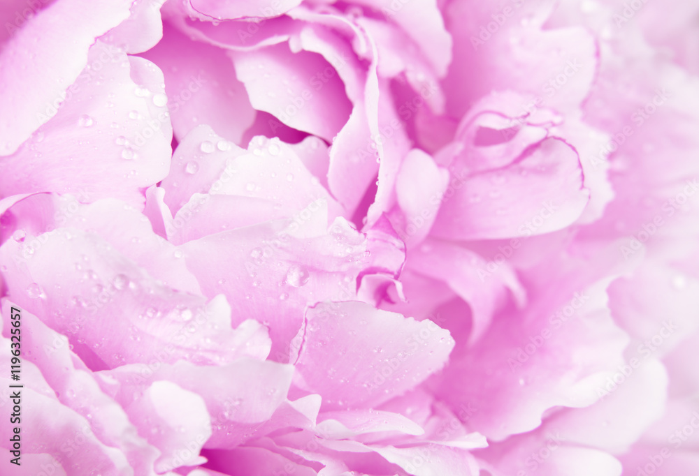 Closeup of fresh pink peony flower for holiday card or background Closeup of fresh pink peony flower for holiday card or background