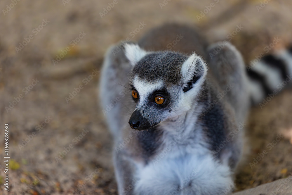 Obraz premium portrait of a ring-tailed lemur