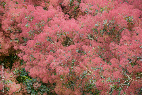 cotinus flower on the tree photo