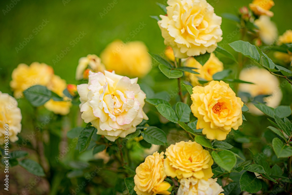 nice roses in the garden nice roses in the garden
