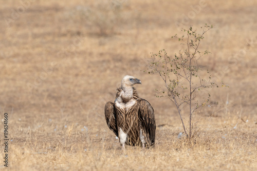 Himalayan vulture or Gyps himalayensis or Himalayan griffon vulture closeup or portrait during winter migration at desert national park jaisalmer Rajasthan India asia photo