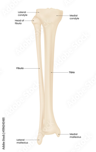 Tibia and Fibula Bone Anatomy