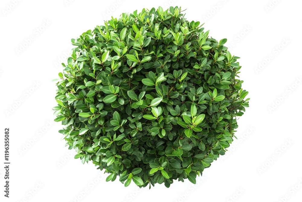 Naklejka premium A spherical arrangement of lush green leaves, resembling a decorative plant or shrub.