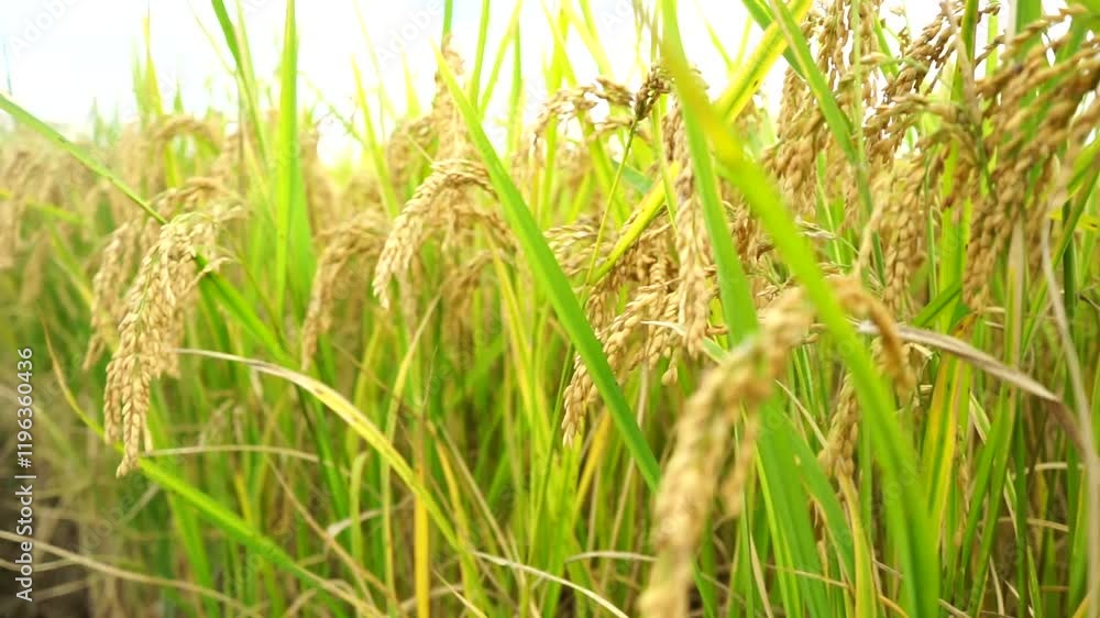Harvesting ripened rice in lush fields during the autumn season in rural landscapes Harvesting ripened rice in lush fields during the autumn season in rural landscapes