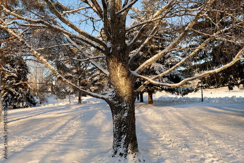 Canvas Print Winter