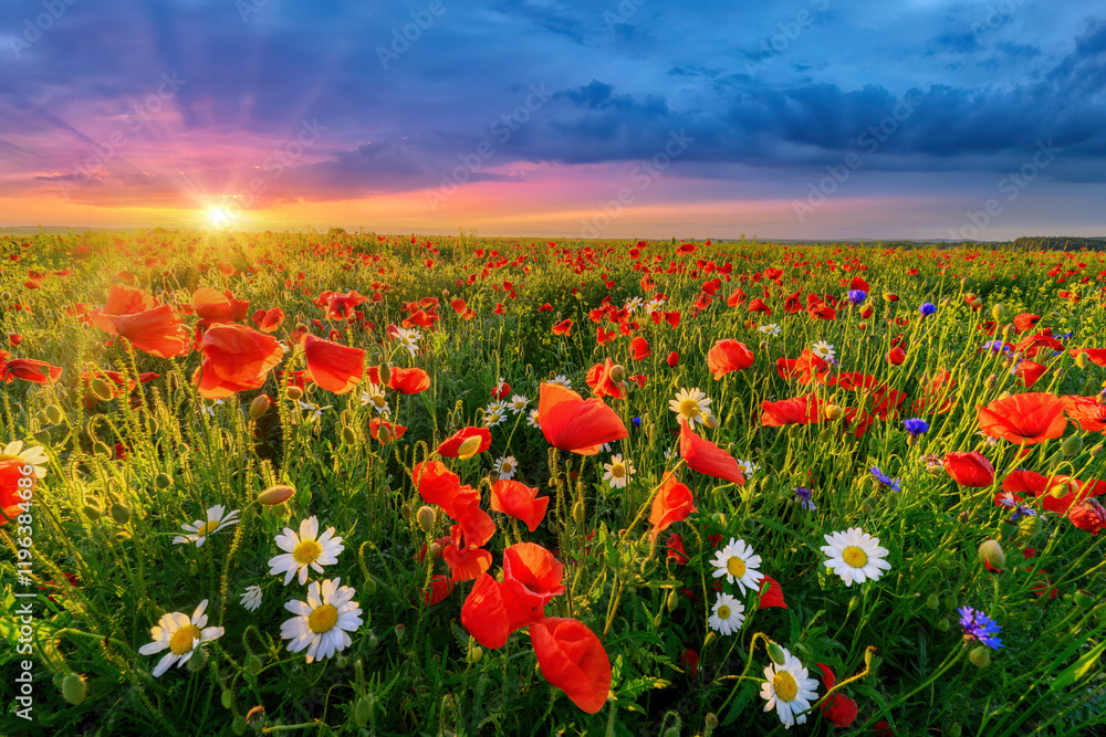 Fototapeta premium Beautiful summer sunrise over wild flowers meadow