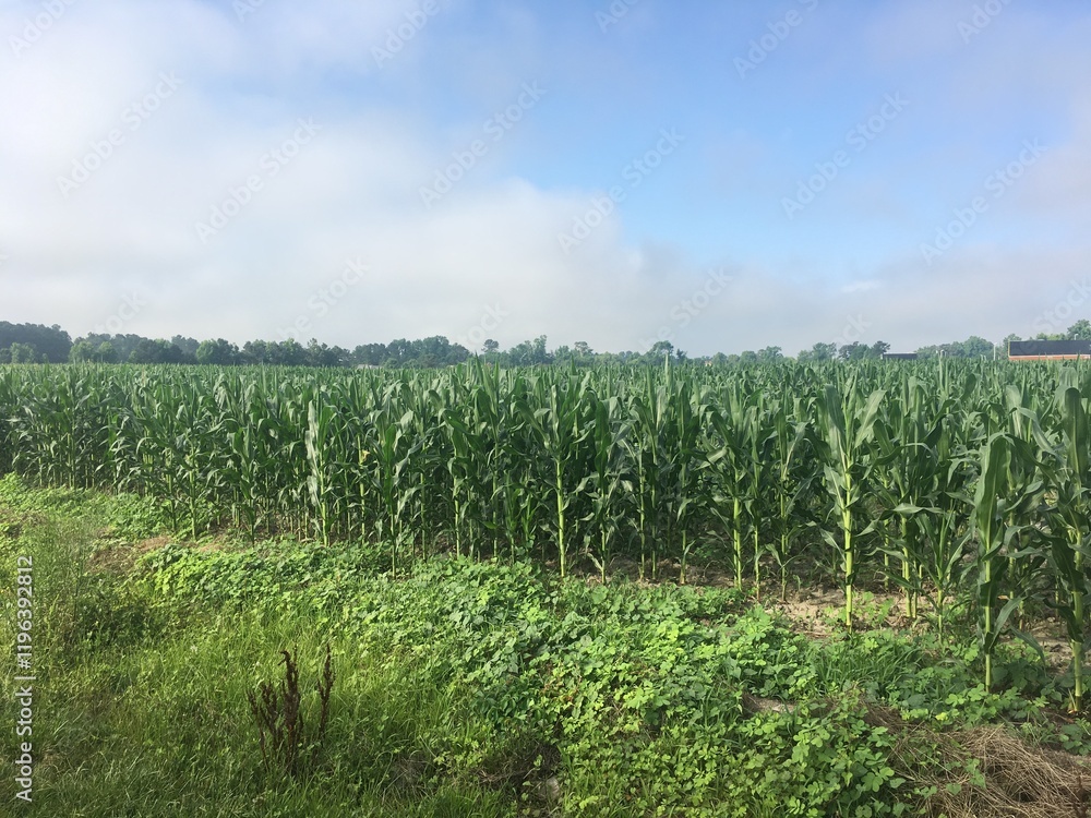 Obraz premium Corn Field