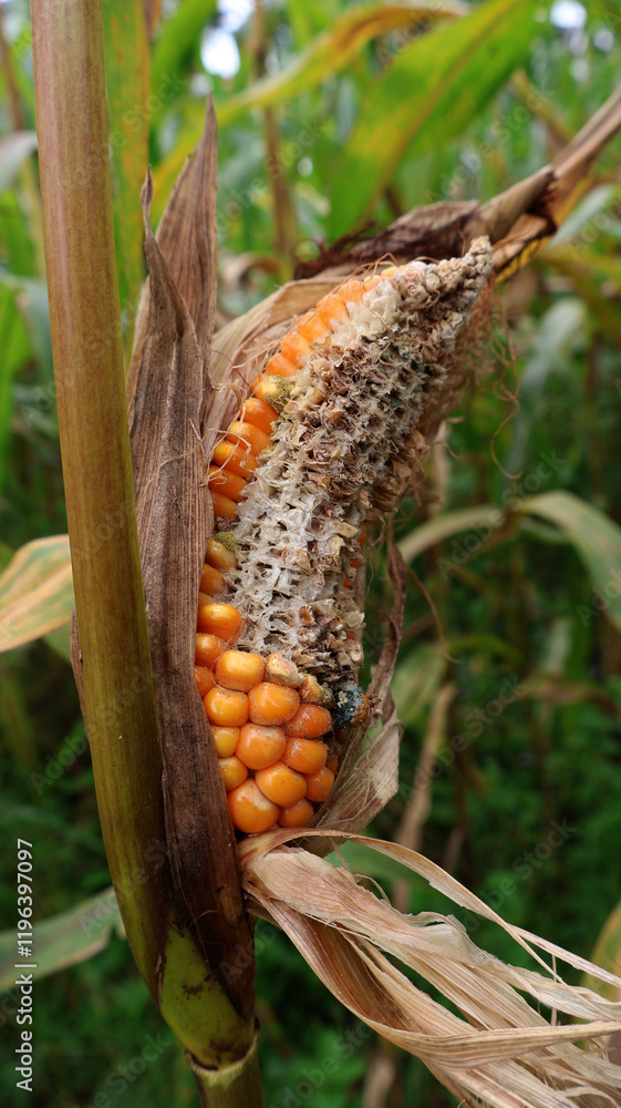 Fototapeta premium Damaged corn attacked by mice