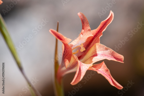 fynbos, garden route, western cape, south africa