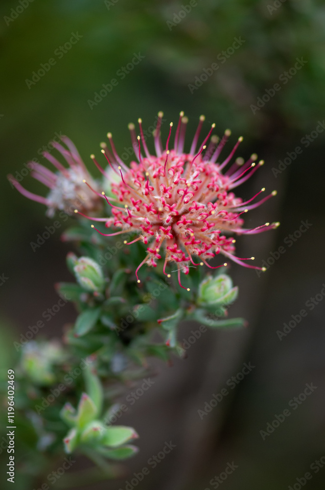 fynbos, garden route, western cape, south africa fynbos, garden route, western cape, south africa