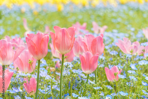 ピンクのチューリップとネモフィラの花畑