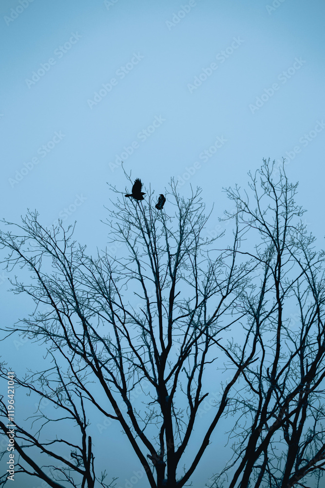 A black crow sits on a bare branch and watches another crow fly past it against the cloudy grey sky. A black crow sits on a bare branch and watches another crow fly past it against the cloudy grey sky.