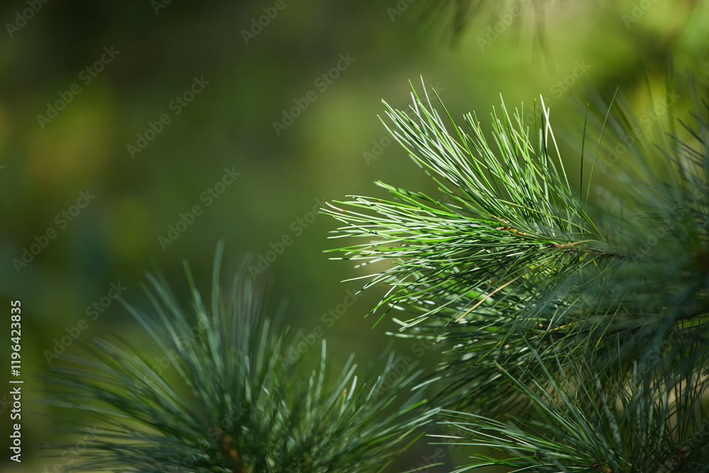 Lush green pine tree branches illuminated by soft sunlight in nature Lush green pine tree branches illuminated by soft sunlight in nature