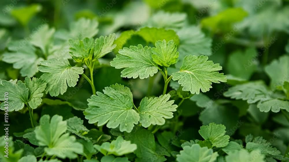 green lush plant leaf spring beauty nature
green lush plant leaf spring beauty nature