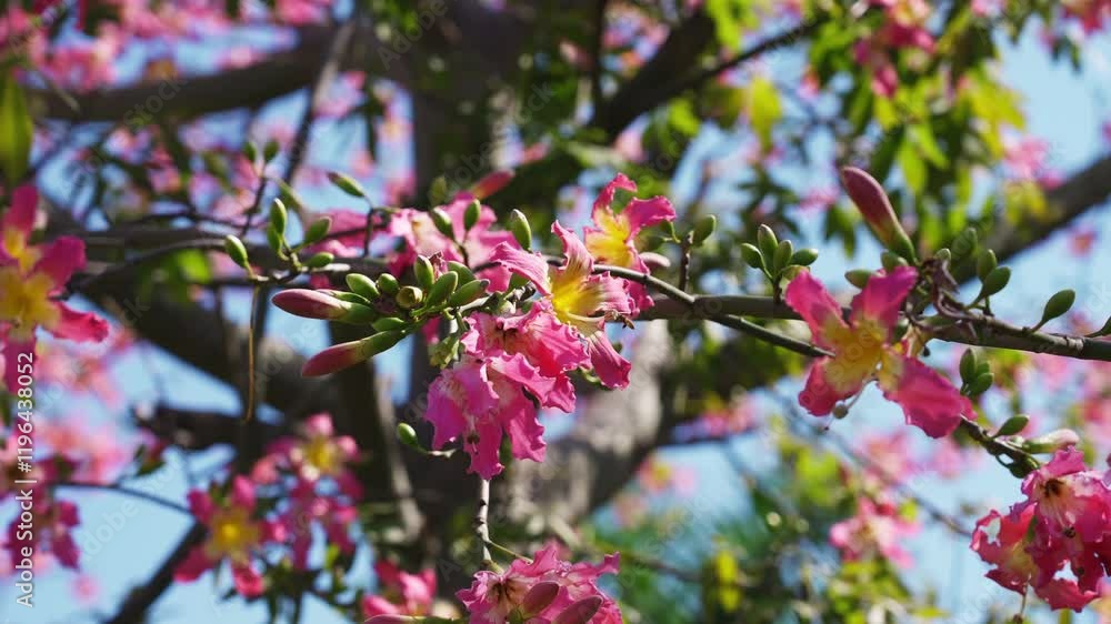 Beautiful xerocarpus plant flowers creating a stunning display of nature in an open space under clear skies Beautiful xerocarpus plant flowers creating a stunning display of nature in an open space under clear skies