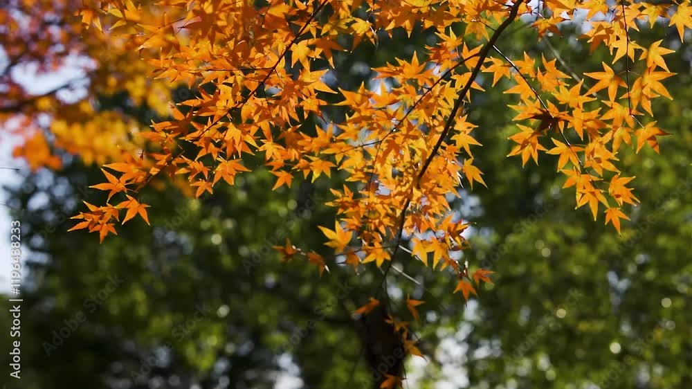 Gorgeous autumn view of vibrant red maple leaves against a lush green backdrop in the park Gorgeous autumn view of vibrant red maple leaves against a lush green backdrop in the park