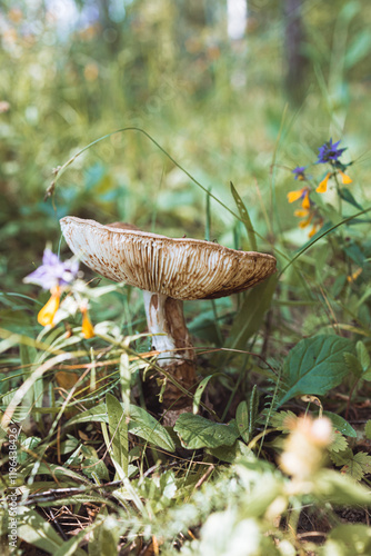 Old gray mushroom, side view. Mushroom eaten by insects. Forest mushrooms. Poisonous mushroom photo