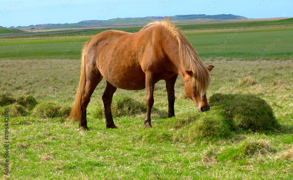 Icelandic horse pregnant mare grazing in a field, Iceland Icelandic horse pregnant mare grazing in a field, Iceland