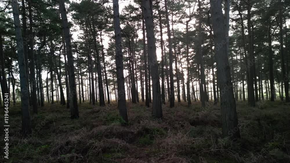Beautiful enchanted forest sunbeams in late afternoon winter sun, slow pan right - Cheshire forest, England Beautiful enchanted forest sunbeams in late afternoon winter sun, slow pan right - Cheshire forest, England