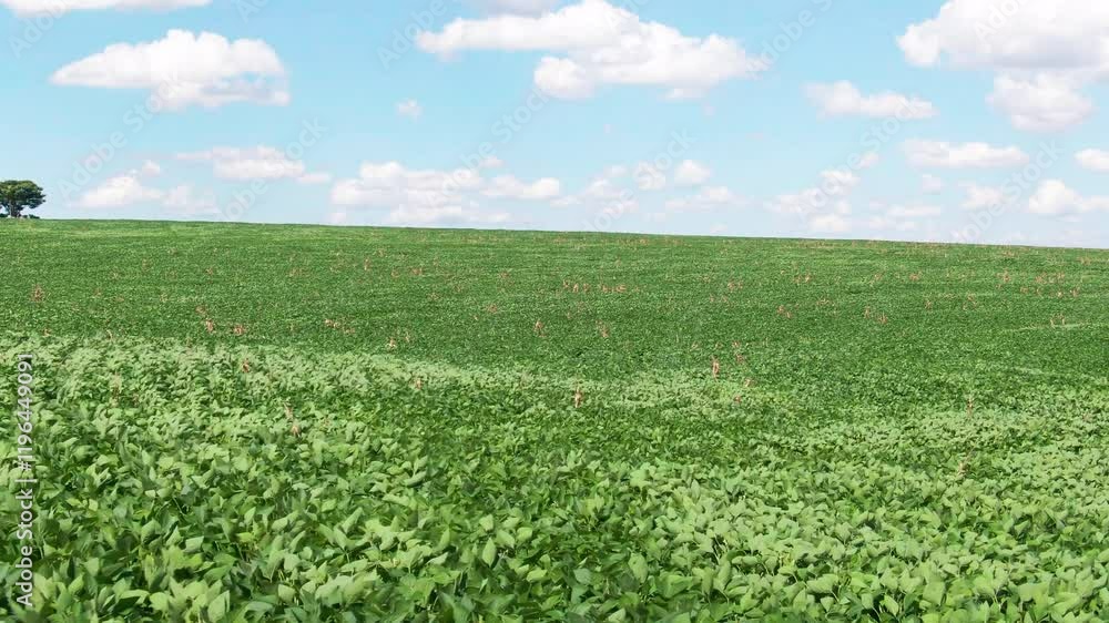 Drone aerial landscape close-up of soybean tree and leaves rustling in wind plantations crops on farming agriculture property sustainable cultivation production industry. Drone aerial landscape close-up of soybean tree and leaves rustling in wind plantations crops on farming agriculture property sustainable cultivation production industry.