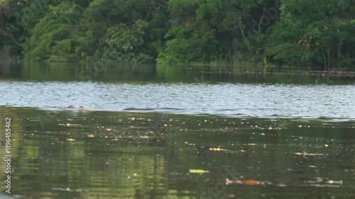 Pink dolphin swims in slow motion on the water surface in the Rio Negro (black river) photo