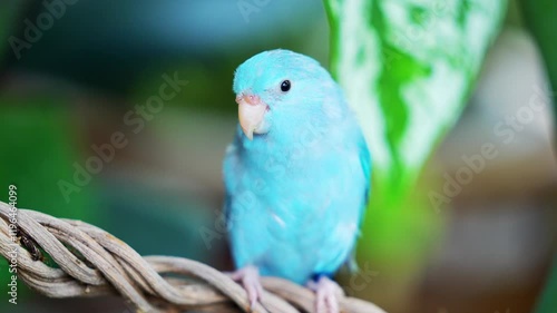 Pastel Blue Forpus on branch. Parrot stand on the branch.
