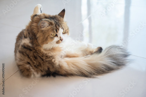 Cute crossbreed Persian cat while grooming itself. A mixed breed cat is a cross between cats of two different breeds. photo