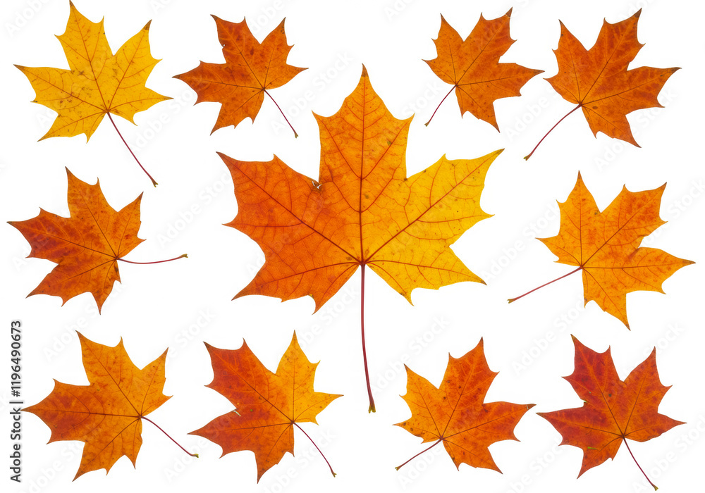Maple autumn leaves isolated on white background Maple autumn leaves isolated on white background