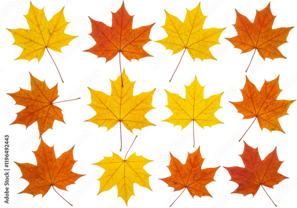 Maple autumn leaves isolated on white background Maple autumn leaves isolated on white background