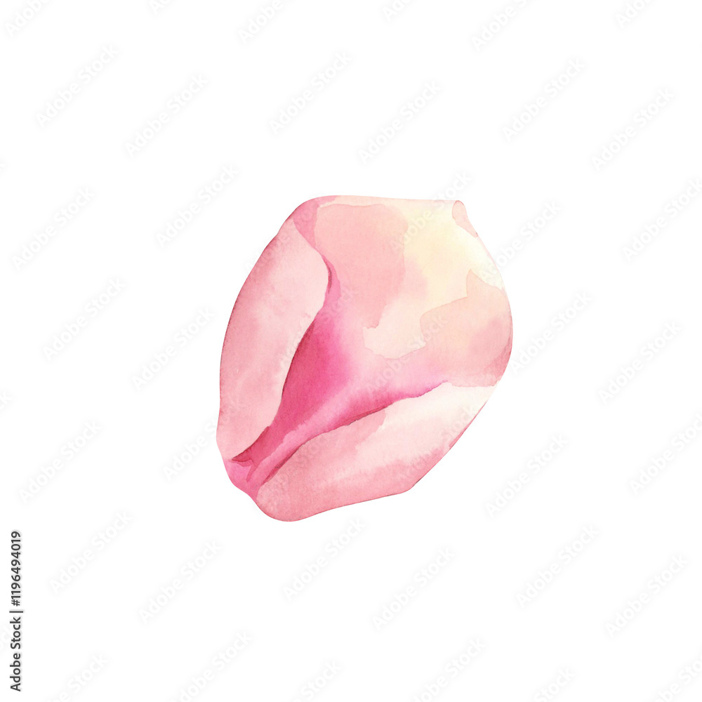 Fototapeta premium Rose Petals. Hand Painted Watercolor