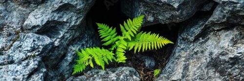 Lush Green Ferns Growing in Rocky Crevice Nature s Resilience Vibrant Foliage photo