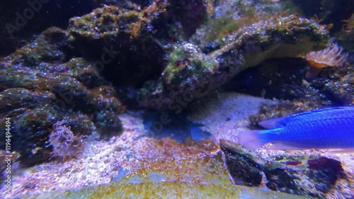 a blue  Sapphire devil swimming during the coral reef in the aquarium photo