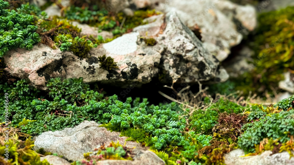 Lush moss and succulents covering rocky terrain in natural habitat Lush moss and succulents covering rocky terrain in natural habitat
